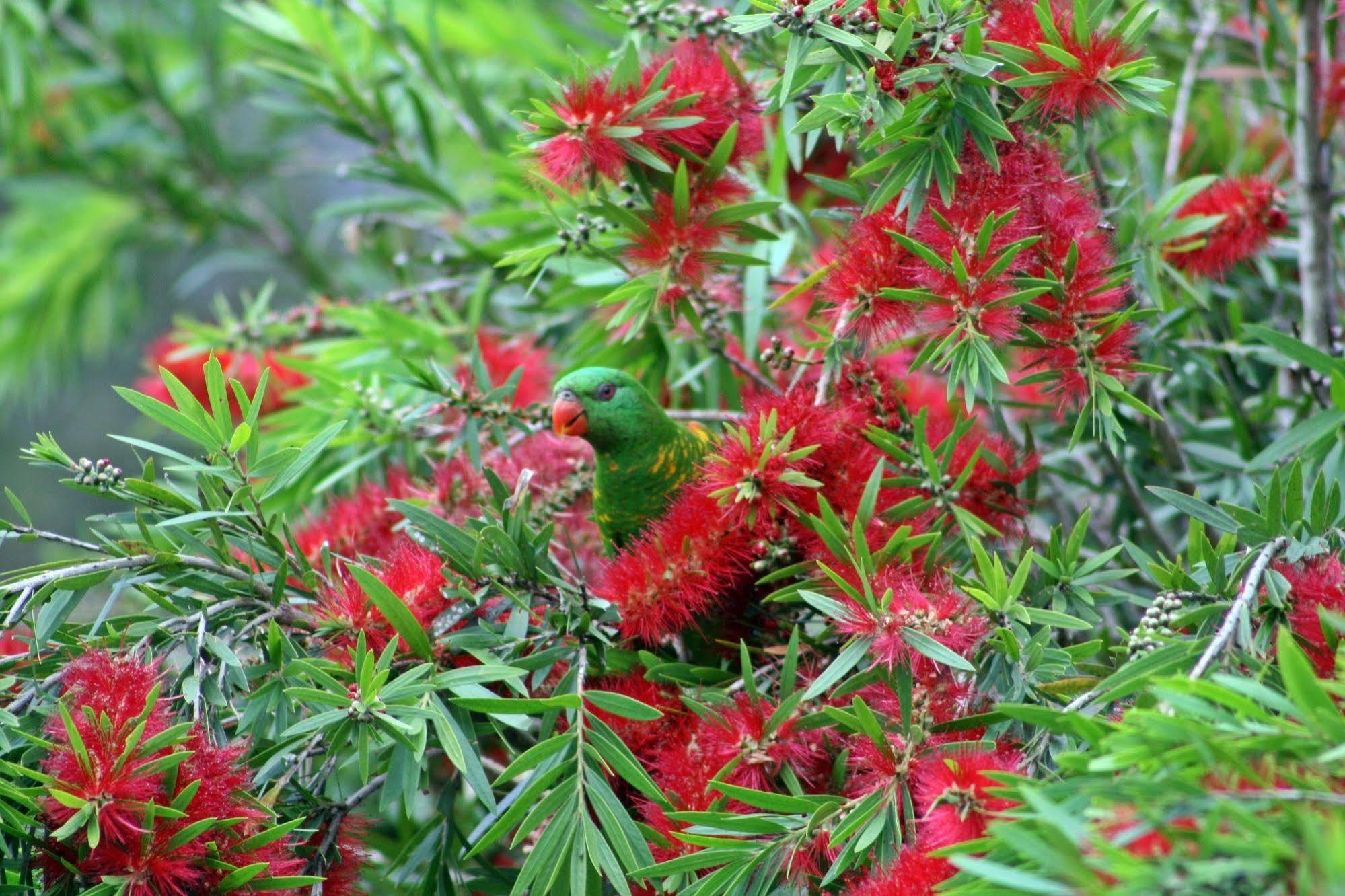 Bottlebrush B & B マリーボロー エクステリア 写真