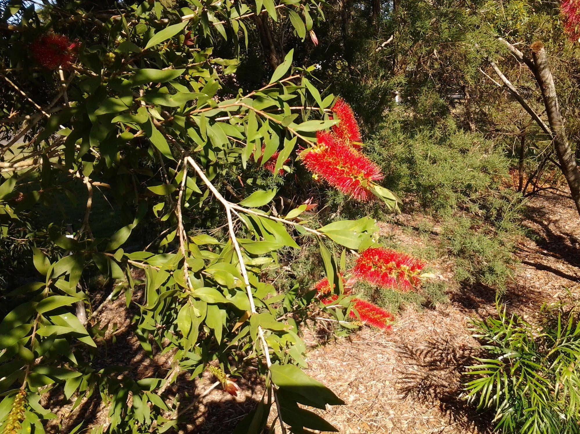 Bottlebrush B & B マリーボロー エクステリア 写真